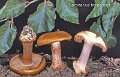 Cortinarius herpeticus-amf532